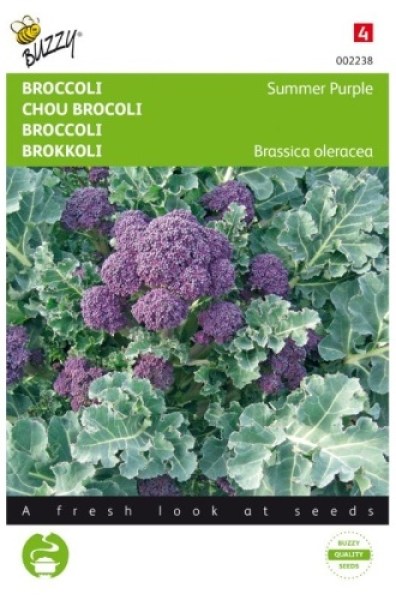 002238 brokolica summer purple9
